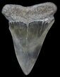 Very Large Fossil Mako Shark Tooth - Georgia #39264-1